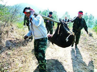 湖北十堰发600余支枪猎野猪 已捕杀200多头(图)-搜狐新闻