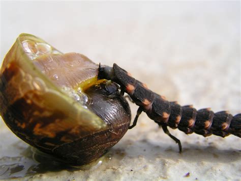 snails Deseases and Pests - Snail Farming