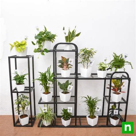 Buy Croton Plants online from Nurserylive at lowest price.