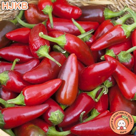 Blood Red Jalapeno Pepper Seeds - Chili Pepper Seeds - Red Blood ...