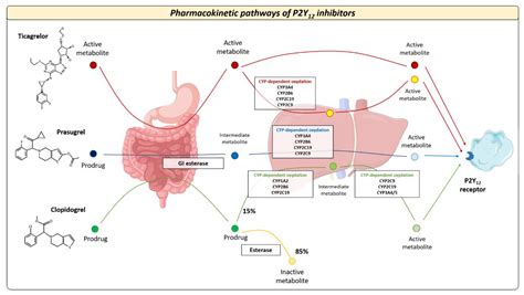 Escalation and De-Escalation of Antiplatelet Therapy after Acute Coronary Syndrome or PCI ...