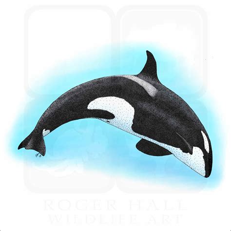 Original Valentin “ORCAS” Killer Whale Drawing, Whale Art, Orca ...