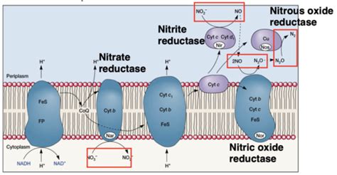 Anerobic respiration and Fermentation Flashcards | Quizlet