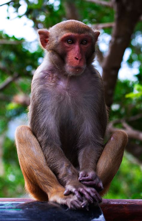 【活泼顽皮的小猴子摄影图片】生态摄影_清风明月_太平洋电脑网摄影部落