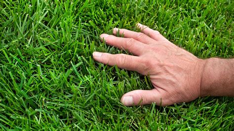 Organic Lawn Care Breakdown: DIY tips, Schedule and more!