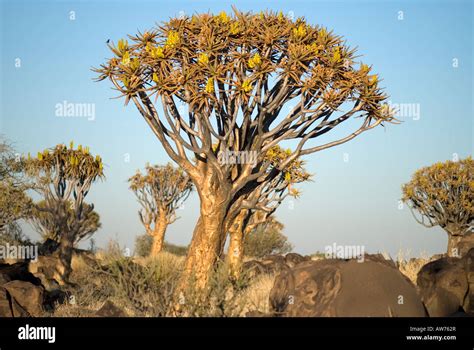 Image result for Rbeadth First Search Algorithm GIF