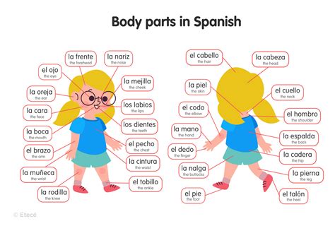 Body parts in Spanish: Learn and Practice Vocabulary