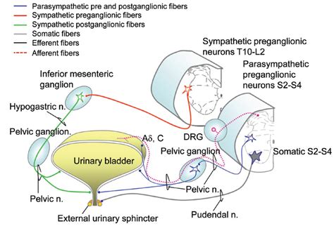 Neurogenic Bladder Physiology, Pathogenesis, and Management after ...
