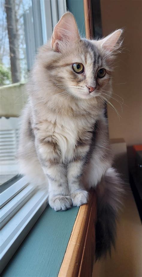 My 4 month old kitten! : r/Kitten