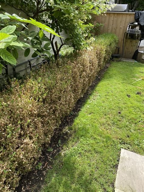 Image result for Box Tree Moth Control