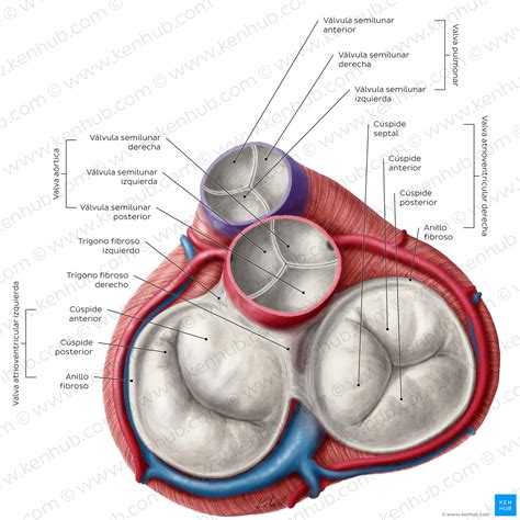 Esqueleto fibroso del corazón: Anatomía y función | Kenhub