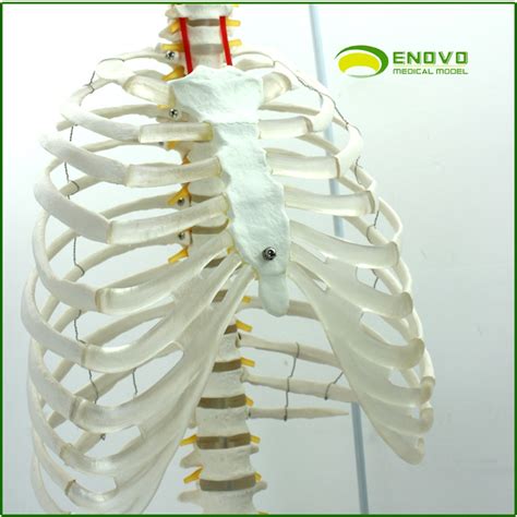【人体脊柱有多少块骨头】【图】人体脊柱有多少块骨头 关于人体脊柱的你了解多少(3)_伊秀健康|yxlady.com