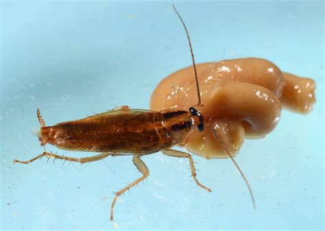 German Cockroach Poop