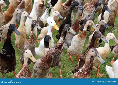 Indian Runner Ducks stock photo. Image of beak, anas - 153257978