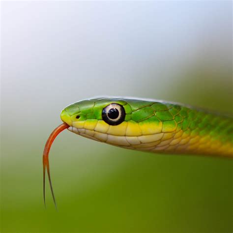 Rough Green Snake