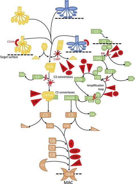 Classical Pathway Complement System.Drawing 的图像结果