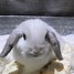 Image result for holland lop bunny