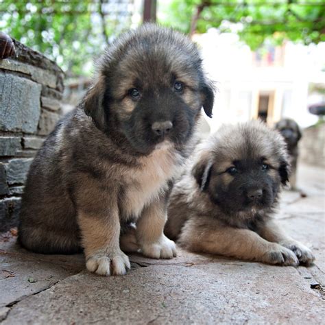 Šarplaninac / Illyrian Sheepdog / Yugoslav Shepherd Dog / Sarplaninac ...