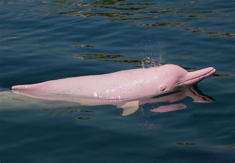 Pink Ganges River Dolphin