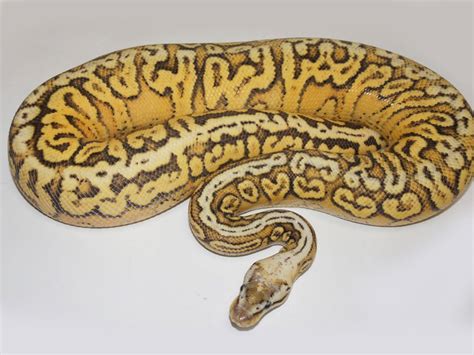 Image result for Inferno Ball Python