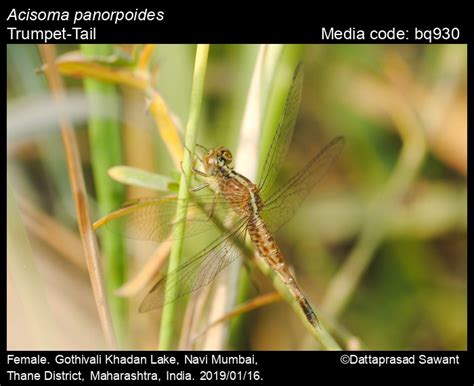 Acisoma panorpoides | Odonata