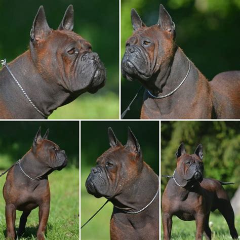 Are Chinese Chongqing Dog Hypoallergenic