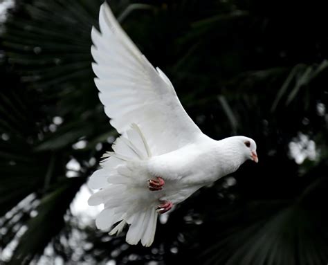 Johannes 14, 26 | Göttinger Predigten im Internet