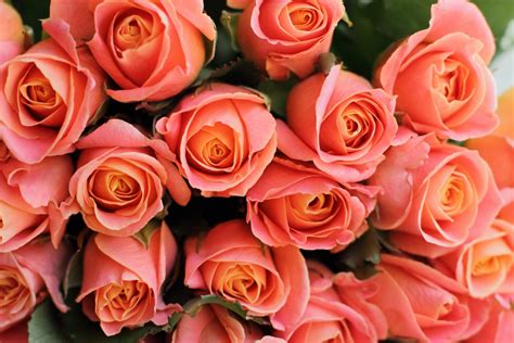 roses flowers bouquet - Photo #14920 - Free 3D Models | Free stock ...