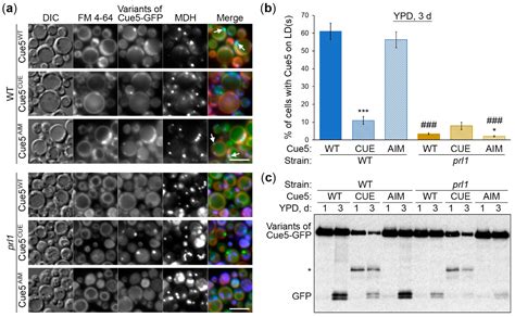 Komagataella phaffii Cue5 Piggybacks on Lipid Droplets for Its Vacuolar ...