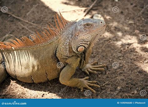 Stunning Nature of Honduras. Tropical Reptile. Lizard Iguana in Wildlife. Big Lizard at Roatan ...