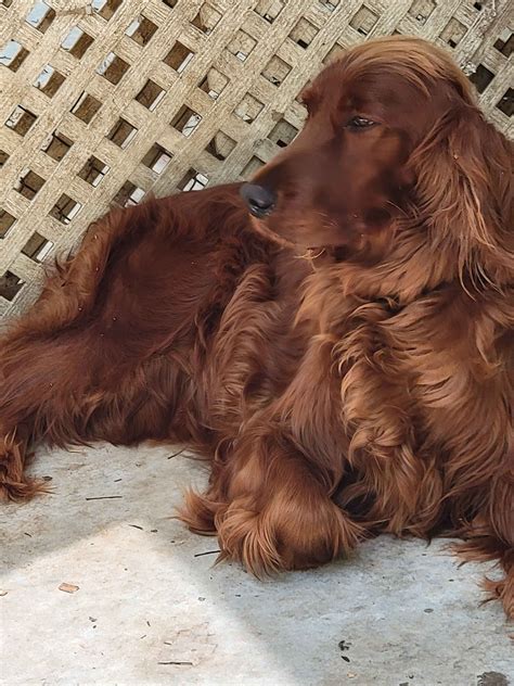 Irish Setter Puppies For Sale In Alabama