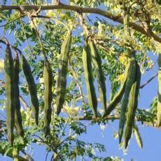 Moringa Farming in India: A Green Revolution in the Making
