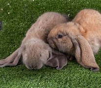Image result for French Lop Rabbit Color Chart