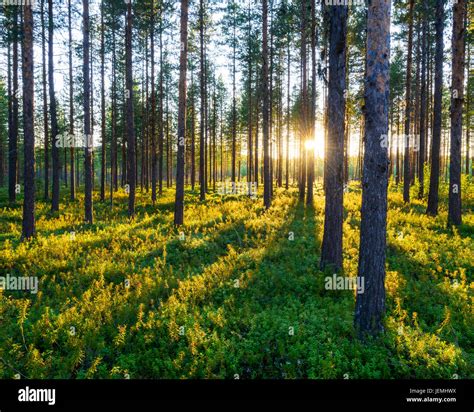 森林 的图像结果