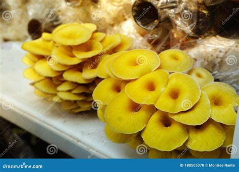 The Cultivation of Golden Oyster Mushroom in Organic Farm. Yellow ...