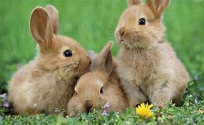 Image result for The Cutest Bunny On Nanitch