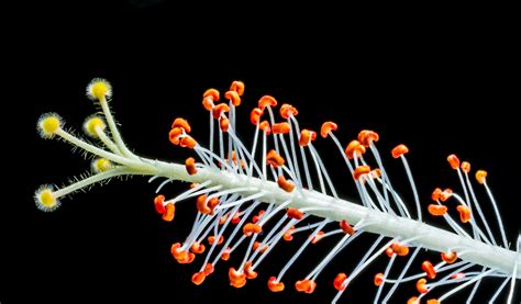 3840x2160 wallpaper | flower filament | Peakpx