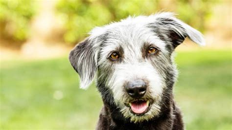 Mutt (Mixed) Dog Breed: Everything You Need to Know