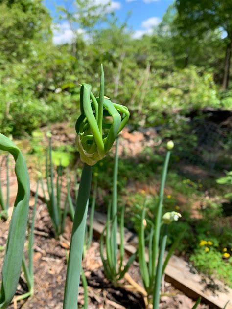 Egyptian Walking Onion Free Stock Photo - Public Domain Pictures