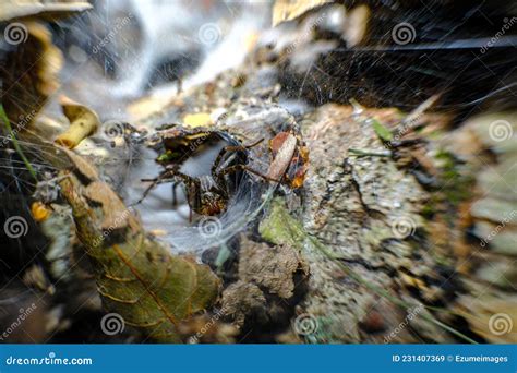Macro Wolf Spider Nest stock image. Image of focus, predator - 231407369