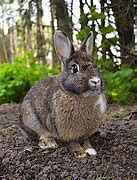 Image result for Bunny Rabbit Silhouette