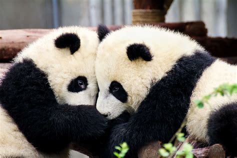 What is a Group of Pandas Called? - A-Z Animals