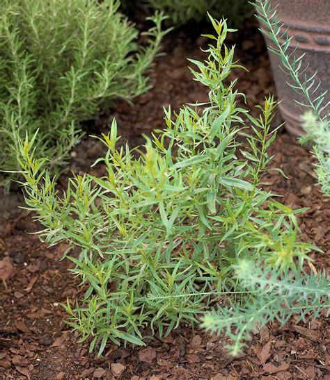 Grow These 13 Herbs in Pots for a Fragrant Garden Almost Anywhere