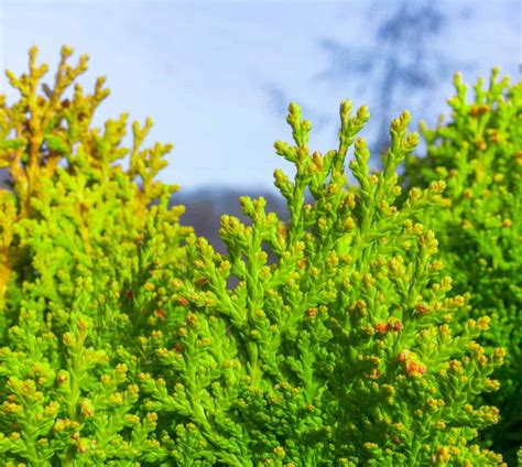 14 Fast Growing Evergreen Shrubs for Privacy