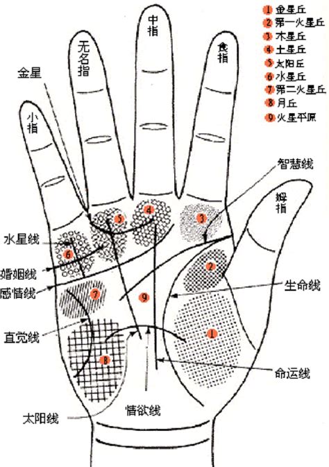 男性手相解析图_配图网