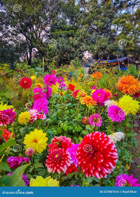 Dahlia Red And White Flower Photography Background Bright Colours | CartoonDealer.com #237887516