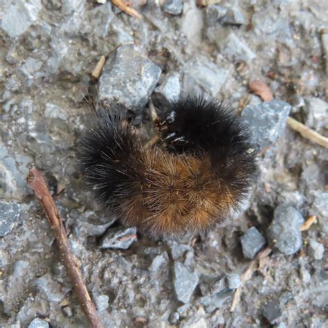 Woolly Bear Caterpillar update – Hiker's Notebook