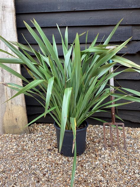 Phormium Tenax Dwarf – Phormium Tenax Variegatum – PPWBP