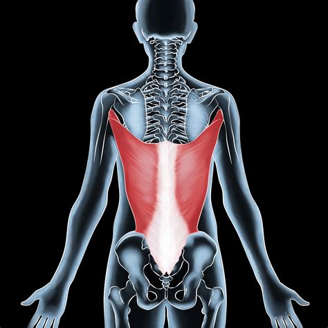 Latissimus Dorsi Dynamic Pose Muscles Of The Upper Strengthen Your