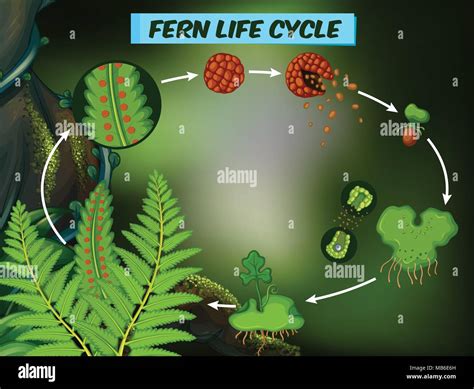 Simple Fern Life Cycle